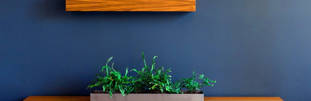 Freshly painted deep blue feature wall with shelf and plant
